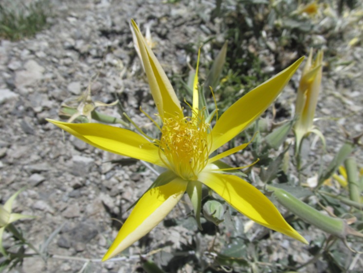 Giant Blazing Star (Mentzelia laevicaulis loasaceae)