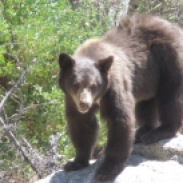 this looked to be the resident bear at a parking lot on the highway